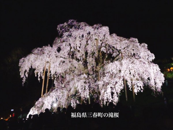 福島県三春町の滝桜日本の三大桜国の天然記念物2