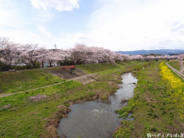 いわき市役所裏新川沿いの桜2