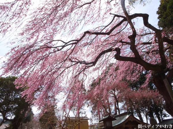 福島県いわき市三島八幡神社の桜(シダレザクラ)3