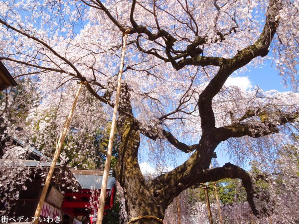 福島県いわき市小川町小川諏訪神社のしだれ桜11