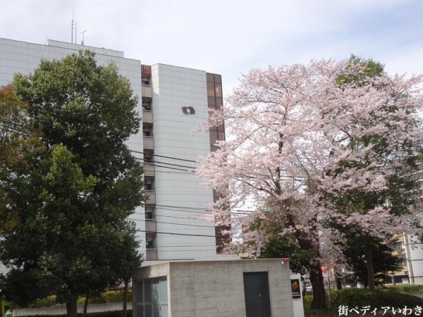 福島県いわき市アリオス平中央公園の桜3