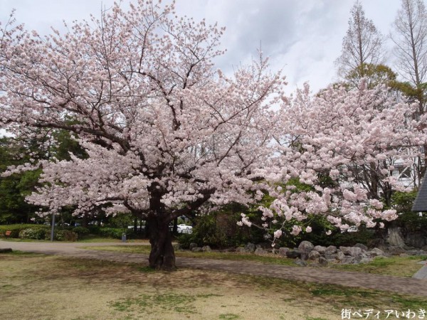 福島県いわき市アリオス平中央公園の桜7