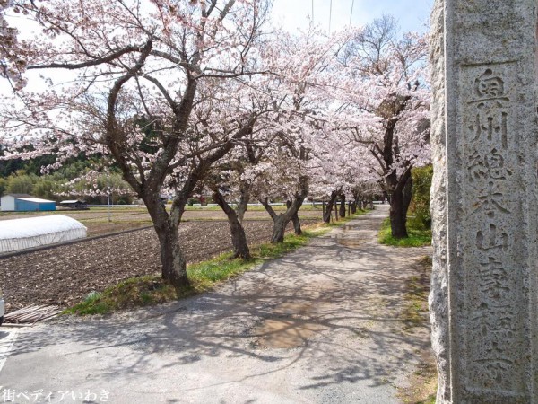 福島県いわき市平山崎浄土宗の寺院-梅の名所専称寺の桜1