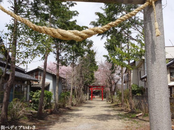 福島県いわき市三島八幡神社の桜(シダレザクラ)5