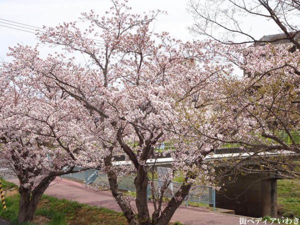 いわき市役所裏新川沿いの桜6