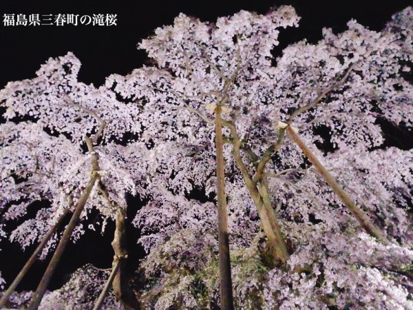 福島県三春町の滝桜日本の三大桜国の天然記念物1