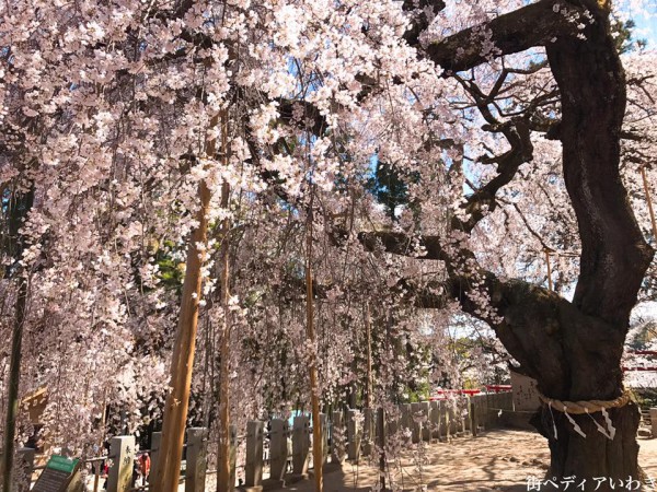 福島県いわき市小川町小川諏訪神社のしだれ桜13