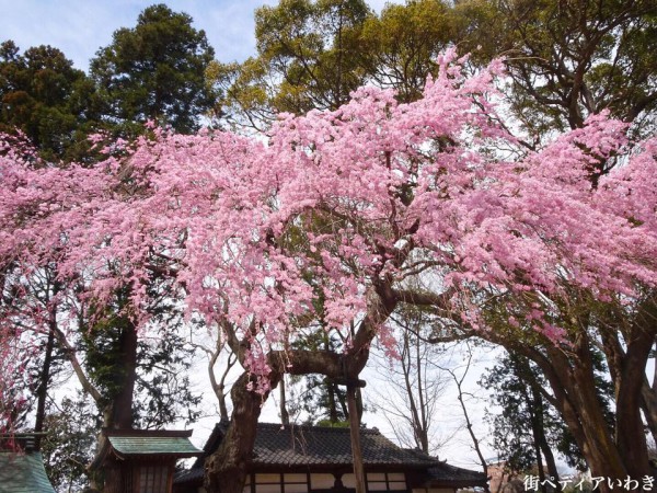 福島県いわき市三島八幡神社の桜(シダレザクラ)2