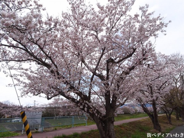 いわき市役所裏新川沿いの桜5