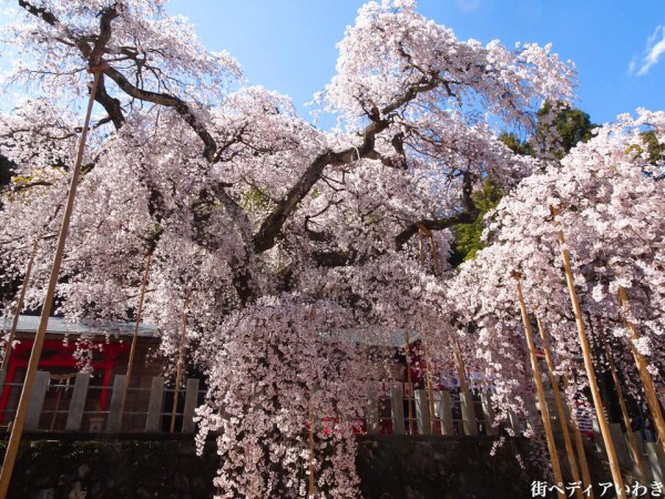 福島県いわき市小川町小川諏訪神社のしだれ桜9