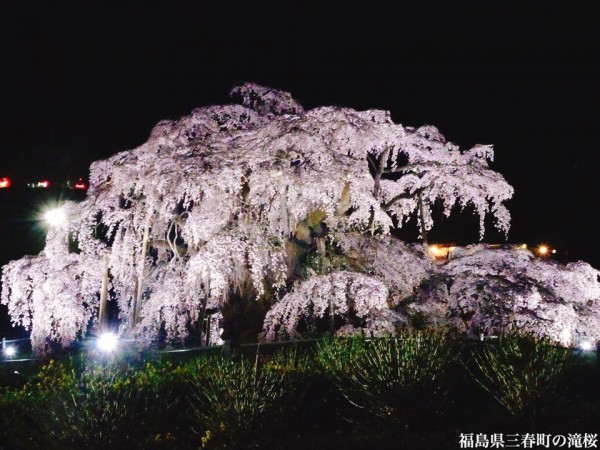 福島県三春町の滝桜日本の三大桜国の天然記念物4