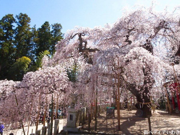 福島県いわき市小川町小川諏訪神社のしだれ桜10