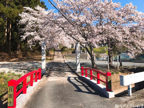 福島県いわき市四倉町大森の月田寺の桜1