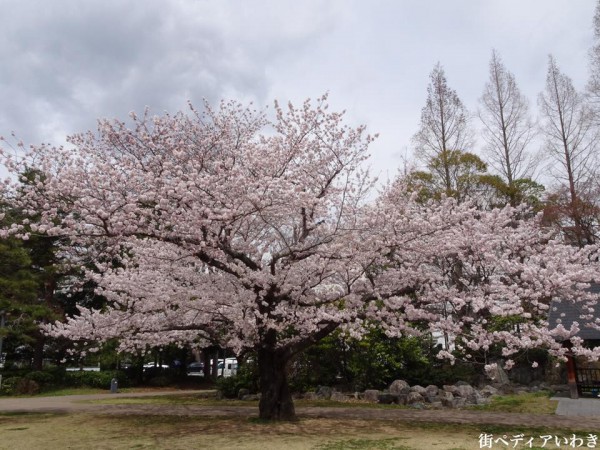 福島県いわき市アリオス平中央公園の桜8