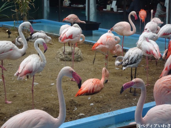 福島県いわき市カニピラフで有名なメヒコフラミンゴ館10