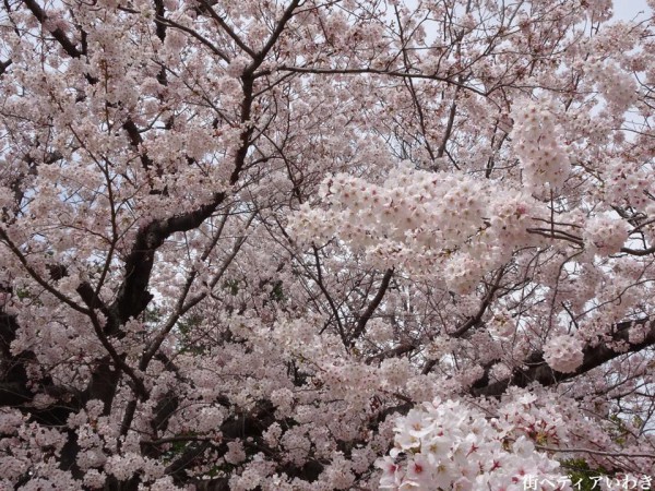 福島県いわき市アリオス平中央公園の桜5