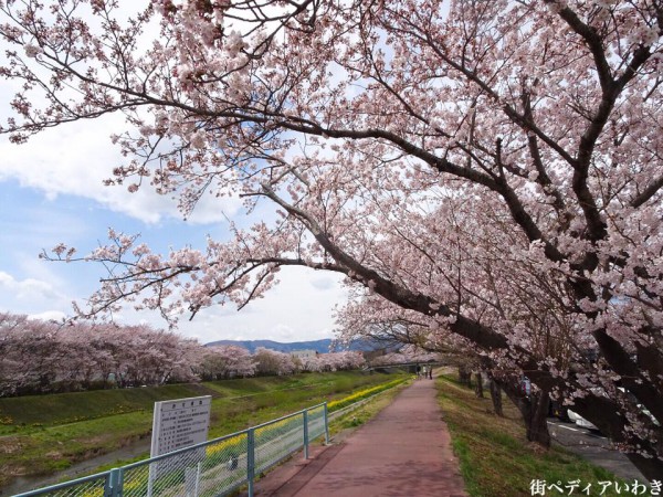 いわき市役所裏新川沿いの桜4