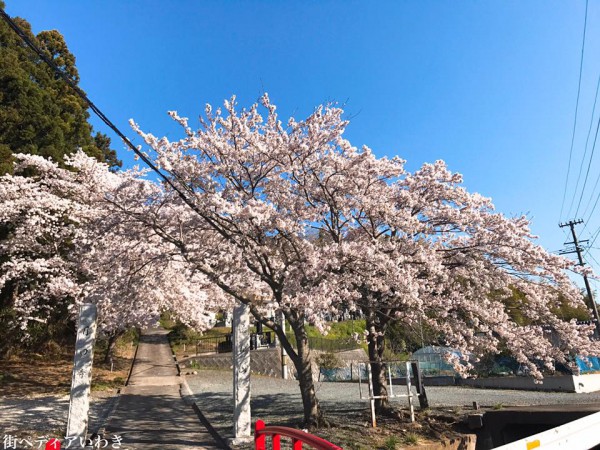 福島県いわき市四倉町大森の月田寺の桜2