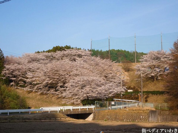 福島県いわき市のゴルフ練習場ゴルフスクール荒川ゴルフクラブの桜4