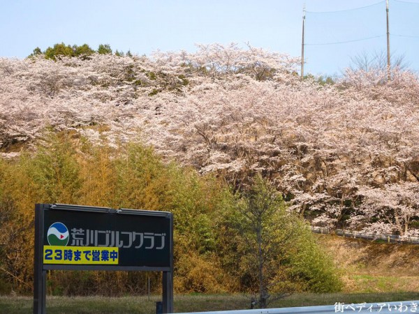 福島県いわき市のゴルフ練習場ゴルフスクール荒川ゴルフクラブの桜2