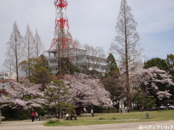 福島県いわき市アリオス平中央公園の桜4