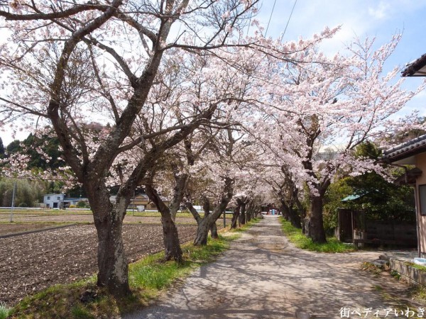 福島県いわき市平山崎浄土宗の寺院-梅の名所専称寺の桜2