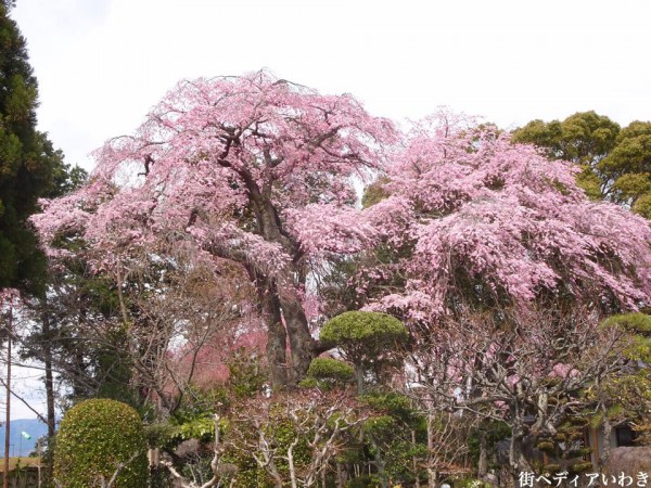 福島県いわき市三島八幡神社の桜(シダレザクラ)4