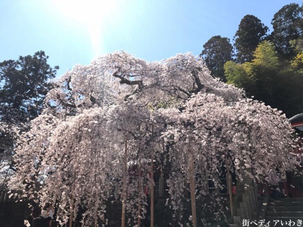 福島県いわき市小川町小川諏訪神社のしだれ桜2