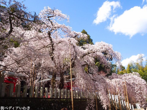 福島県いわき市小川町小川諏訪神社のしだれ桜12