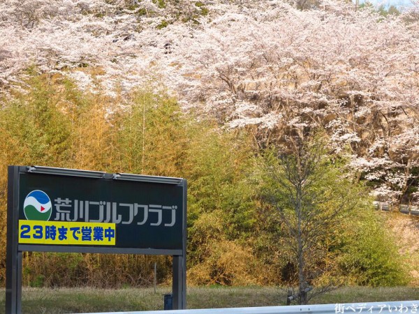 福島県いわき市のゴルフ練習場ゴルフスクール荒川ゴルフクラブの桜1