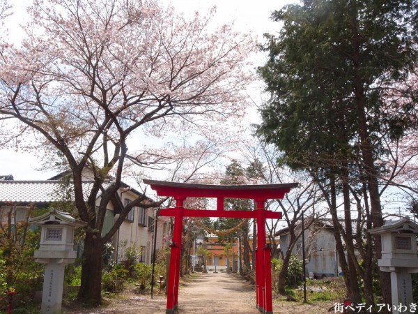 福島県いわき市三島八幡神社の桜(シダレザクラ)1