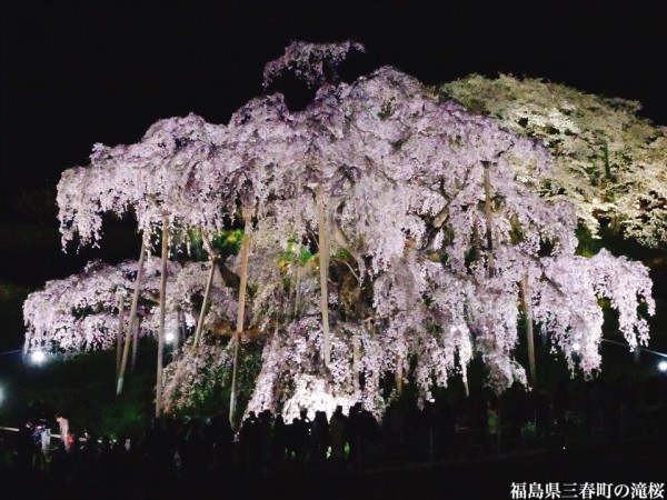 福島県三春町の滝桜日本の三大桜国の天然記念物3