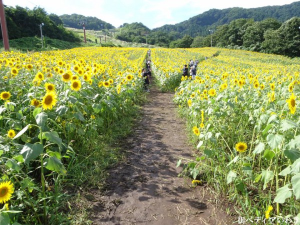 福島県喜多方市の三ノ倉高原ひまわり畑2017-16