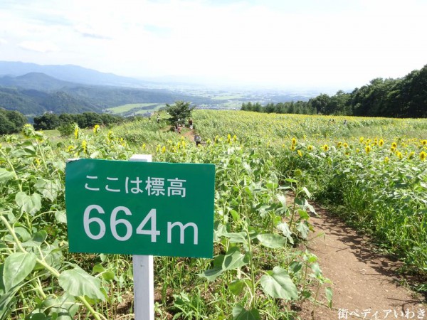 福島県喜多方市の三ノ倉高原ひまわり畑2017-12