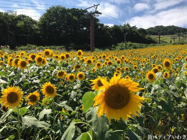 福島県喜多方市の三ノ倉高原ひまわり畑2017-1