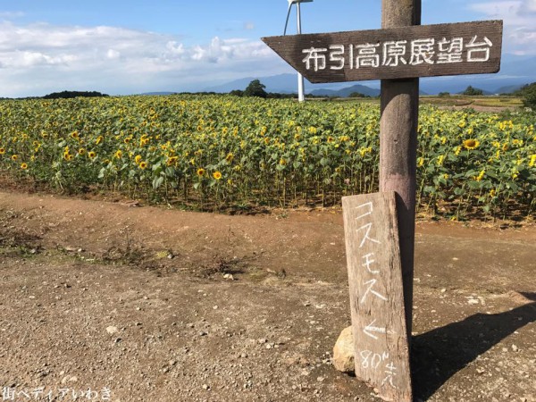 福島県郡山市湖南町の布引風の高原のひまわり畑4