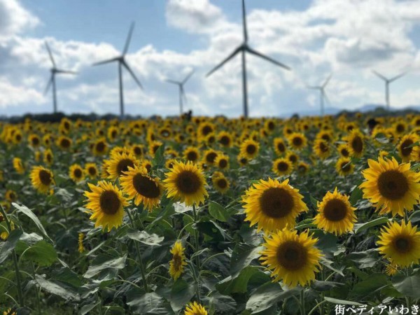 福島県郡山市湖南町の布引風の高原のひまわり畑15