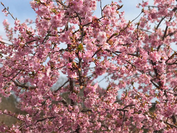 福島県いわき市21世紀の森公園のコミュニティ広場近くの桜が満開-2018-53