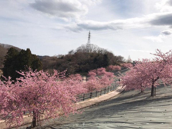 福島県いわき市21世紀の森公園のコミュニティ広場近くの桜が満開-2018-55