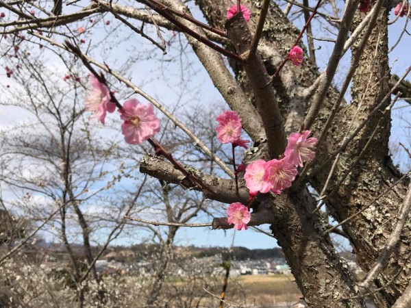 福島県いわき市平山崎の専称寺-梅の名所のお寺-2018-14