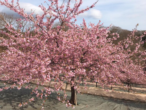 福島県いわき市21世紀の森公園のコミュニティ広場近くの桜が満開-2018-51