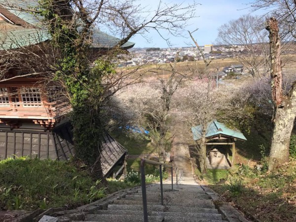 福島県いわき市平山崎の専称寺-梅の名所のお寺-2018-3