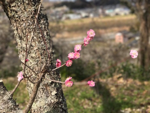 福島県いわき市平山崎の専称寺-梅の名所のお寺-2018-12