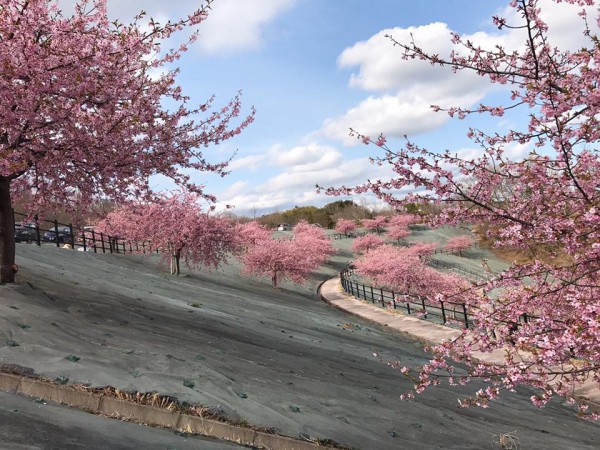 福島県いわき市21世紀の森公園のコミュニティ広場近くの桜が満開-2018-46