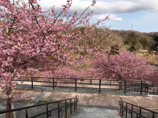 福島県いわき市21世紀の森公園のコミュニティ広場近くの桜が満開-2018-45