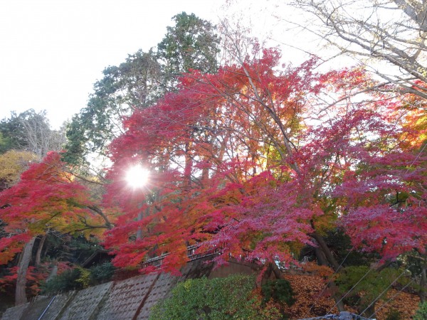 いわき市湯本の温泉神社-181128-24