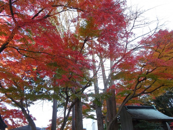 いわき市湯本の温泉神社-181128-1