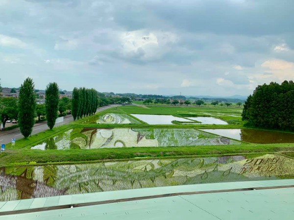 福島県鏡石の田んぼアート2019-190620-17